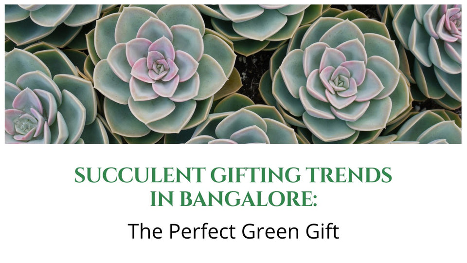 Succulent Gifting Trends In Bangalore: The Perfect Green Gift